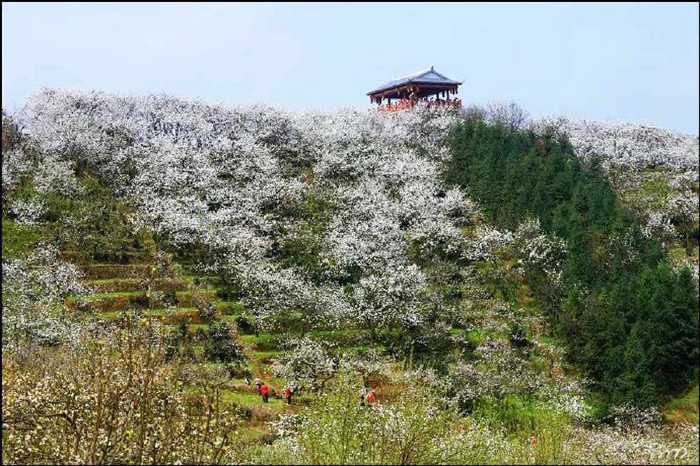 【春天，广西桂林灌阳县向您发出邀请！】我们在灌阳看梨花 - 游山玩水 - 宜春生活社区 - 宜春28生活网 yichun.28life.net