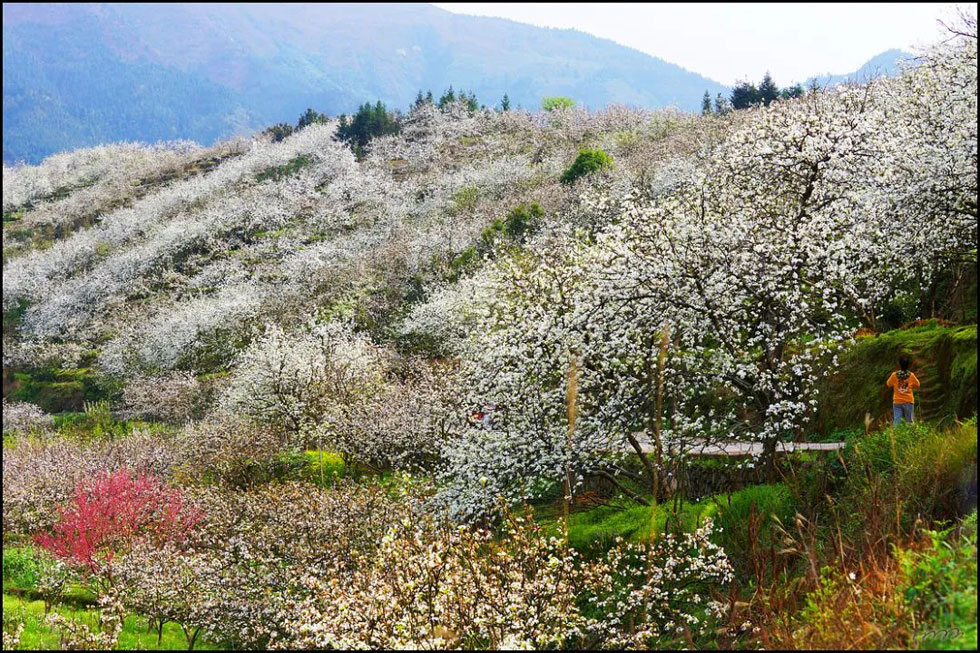 【春天，广西桂林灌阳县向您发出邀请！】我们在灌阳看梨花 - 游山玩水 - 宜春生活社区 - 宜春28生活网 yichun.28life.net