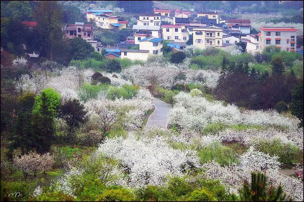 【春天，广西桂林灌阳县向您发出邀请！】我们在灌阳看梨花 - 游山玩水 - 宜春生活社区 - 宜春28生活网 yichun.28life.net