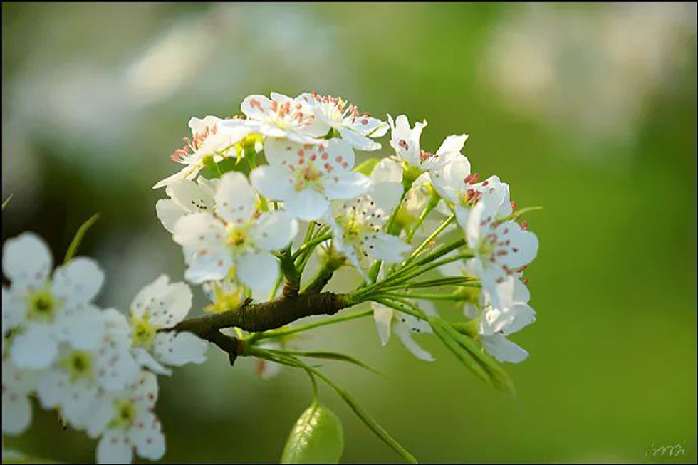 【春天，广西桂林灌阳县向您发出邀请！】我们在灌阳看梨花 - 游山玩水 - 宜春生活社区 - 宜春28生活网 yichun.28life.net