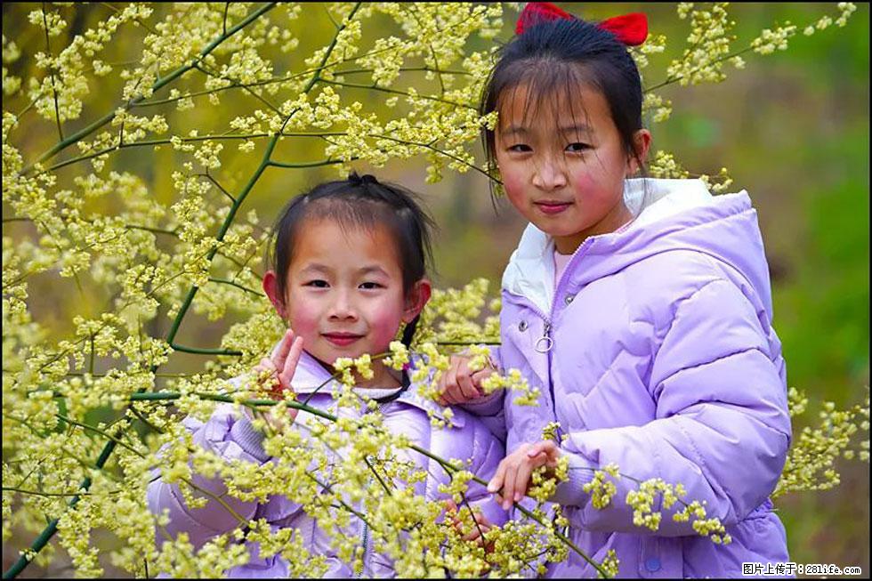 【春天，广西桂林灌阳县向您发出邀请！】米珠山前有片山苍子花在飘香 - 游山玩水 - 宜春生活社区 - 宜春28生活网 yichun.28life.net