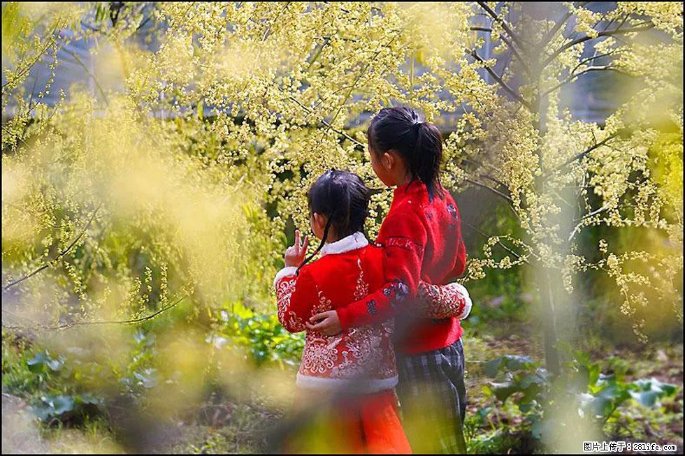 【春天，广西桂林灌阳县向您发出邀请！】米珠山前有片山苍子花在飘香 - 游山玩水 - 宜春生活社区 - 宜春28生活网 yichun.28life.net