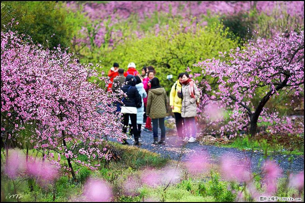 【春天，广西桂林灌阳县向您发出邀请！】官庄村有个醉美的桃花园 - 游山玩水 - 宜春生活社区 - 宜春28生活网 yichun.28life.net