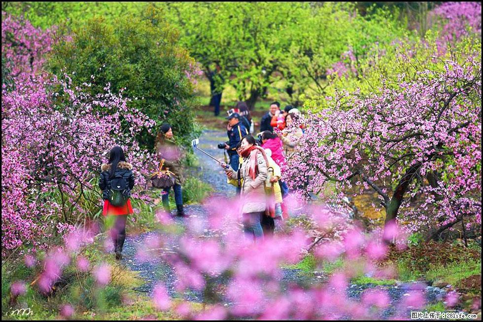 【春天，广西桂林灌阳县向您发出邀请！】官庄村有个醉美的桃花园 - 游山玩水 - 宜春生活社区 - 宜春28生活网 yichun.28life.net