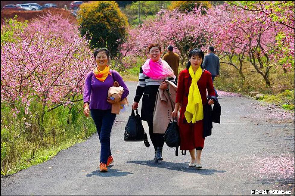 【春天，广西桂林灌阳县向您发出邀请！】官庄村有个醉美的桃花园 - 游山玩水 - 宜春生活社区 - 宜春28生活网 yichun.28life.net