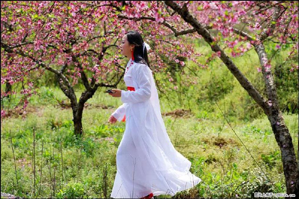 【春天，广西桂林灌阳县向您发出邀请！】官庄村有个醉美的桃花园 - 游山玩水 - 宜春生活社区 - 宜春28生活网 yichun.28life.net