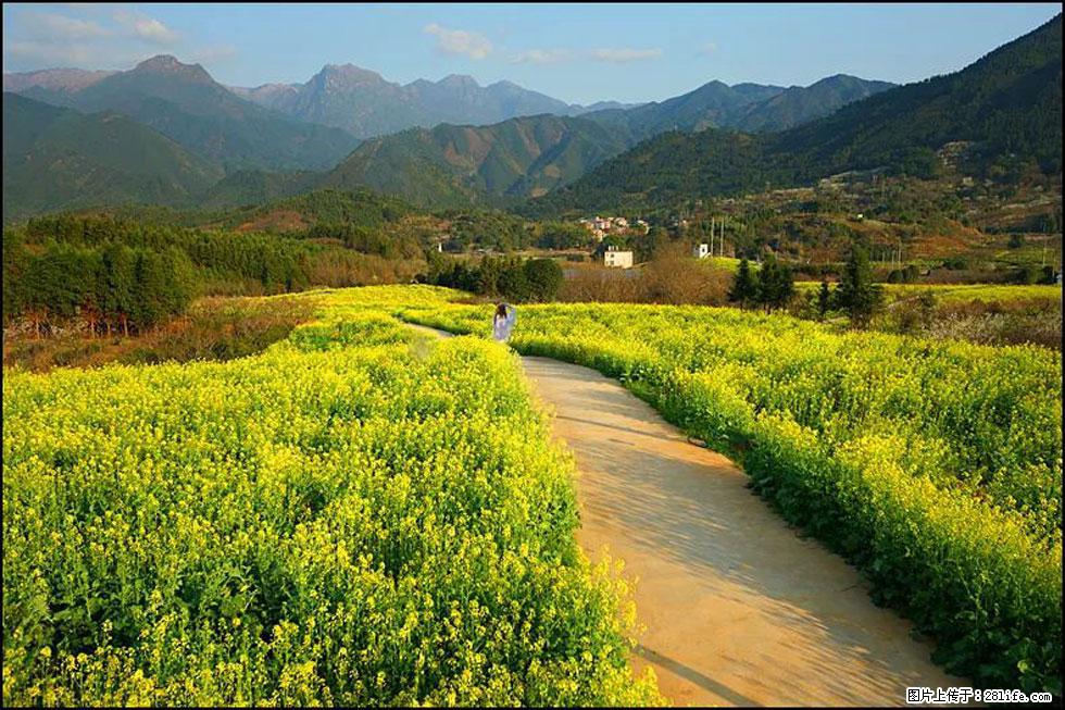 【春天，广西桂林灌阳县向您发出邀请！】长坪村油菜盛情花开 - 游山玩水 - 宜春生活社区 - 宜春28生活网 yichun.28life.net