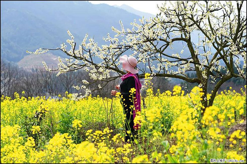 【春天，广西桂林灌阳县向您发出邀请！】长坪村油菜盛情花开 - 游山玩水 - 宜春生活社区 - 宜春28生活网 yichun.28life.net