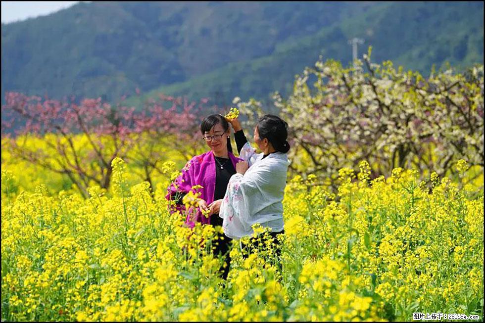 【春天，广西桂林灌阳县向您发出邀请！】长坪村油菜盛情花开 - 游山玩水 - 宜春生活社区 - 宜春28生活网 yichun.28life.net