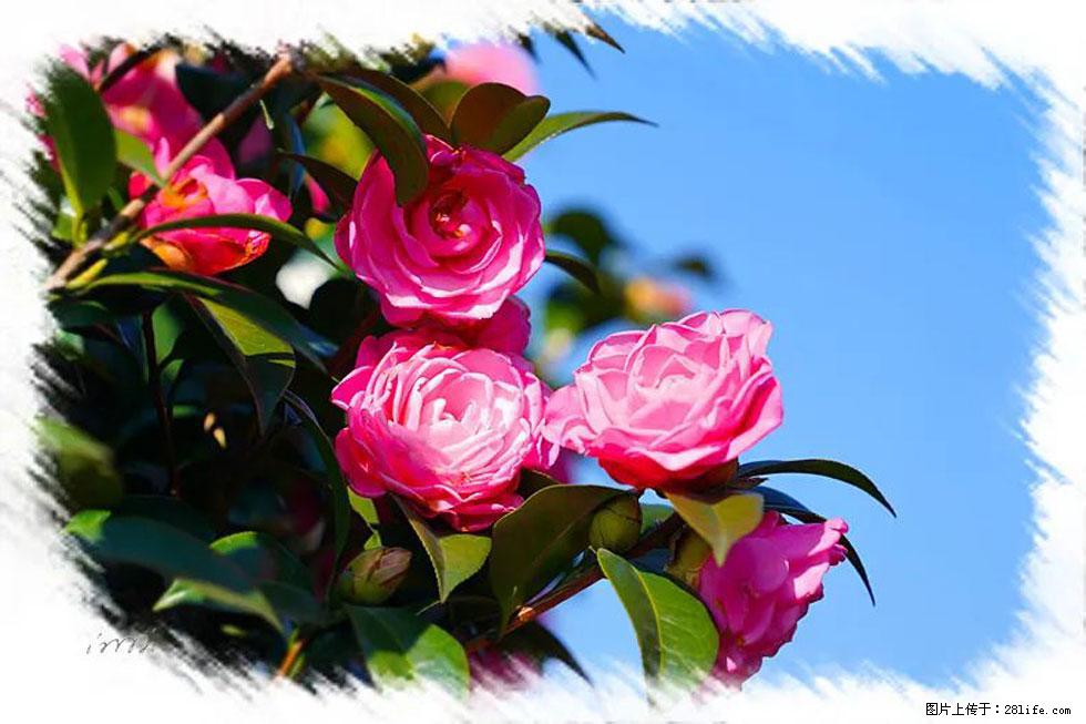【春天，广西桂林灌阳县向您发出邀请！】杨柳井茶花惹人爱 - 游山玩水 - 宜春生活社区 - 宜春28生活网 yichun.28life.net