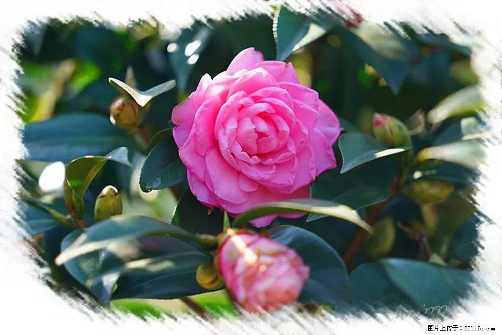 【春天，广西桂林灌阳县向您发出邀请！】杨柳井茶花惹人爱 - 游山玩水 - 宜春生活社区 - 宜春28生活网 yichun.28life.net