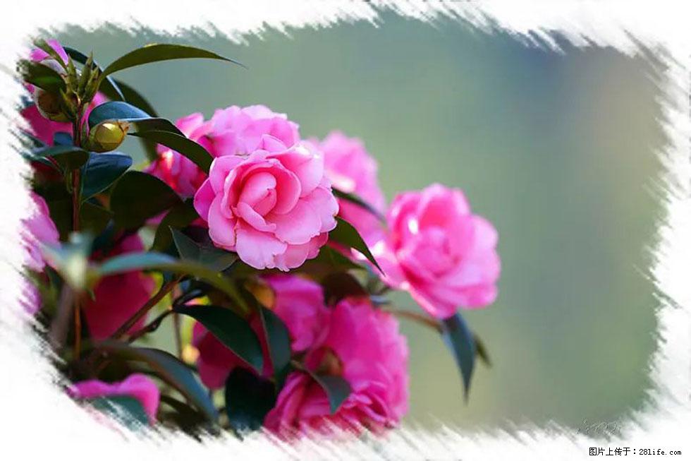 【春天，广西桂林灌阳县向您发出邀请！】杨柳井茶花惹人爱 - 游山玩水 - 宜春生活社区 - 宜春28生活网 yichun.28life.net