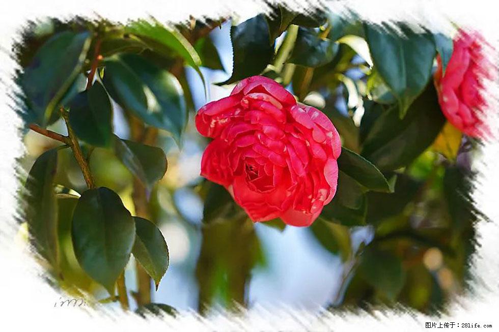 【春天，广西桂林灌阳县向您发出邀请！】杨柳井茶花惹人爱 - 游山玩水 - 宜春生活社区 - 宜春28生活网 yichun.28life.net