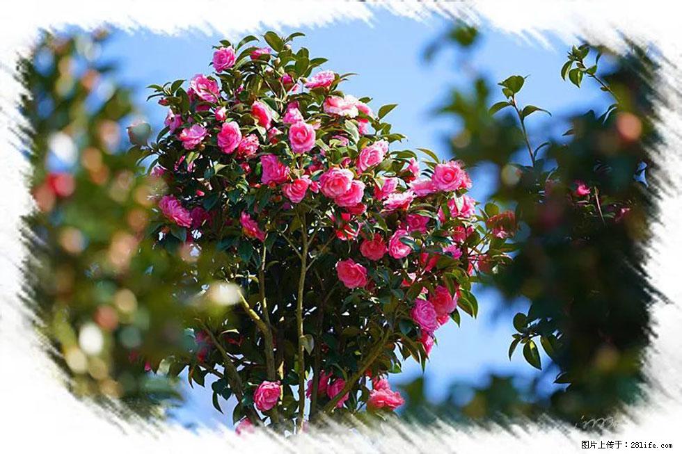 【春天，广西桂林灌阳县向您发出邀请！】杨柳井茶花惹人爱 - 游山玩水 - 宜春生活社区 - 宜春28生活网 yichun.28life.net