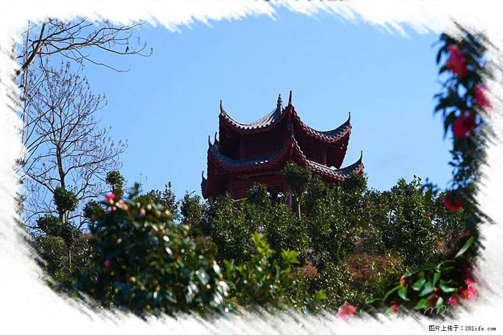 【春天，广西桂林灌阳县向您发出邀请！】杨柳井茶花惹人爱 - 游山玩水 - 宜春生活社区 - 宜春28生活网 yichun.28life.net
