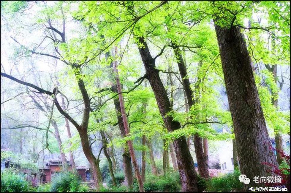 【春天，广西桂林灌阳县向您发出邀请！】在小龙村与春天约会 - 游山玩水 - 宜春生活社区 - 宜春28生活网 yichun.28life.net