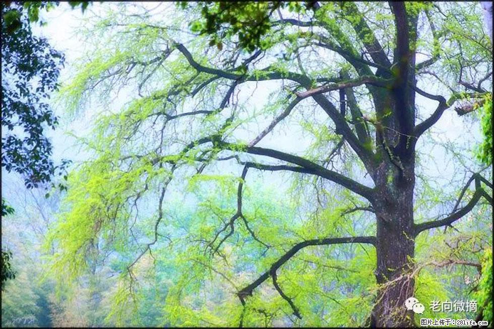 【春天，广西桂林灌阳县向您发出邀请！】在小龙村与春天约会 - 游山玩水 - 宜春生活社区 - 宜春28生活网 yichun.28life.net