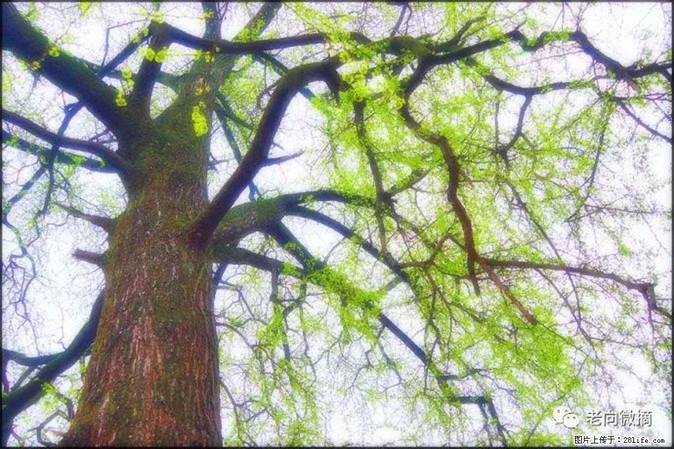 【春天，广西桂林灌阳县向您发出邀请！】在小龙村与春天约会 - 游山玩水 - 宜春生活社区 - 宜春28生活网 yichun.28life.net