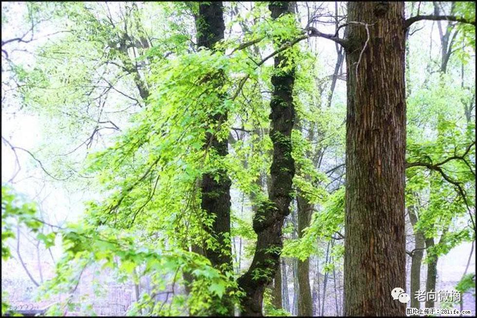 【春天，广西桂林灌阳县向您发出邀请！】在小龙村与春天约会 - 游山玩水 - 宜春生活社区 - 宜春28生活网 yichun.28life.net