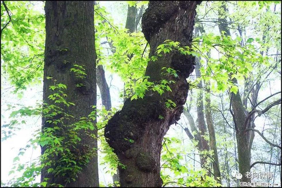 【春天，广西桂林灌阳县向您发出邀请！】在小龙村与春天约会 - 游山玩水 - 宜春生活社区 - 宜春28生活网 yichun.28life.net