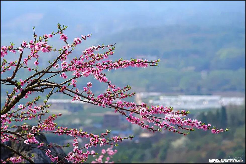 【春天，广西桂林灌阳县向您发出邀请！】望月岭上桃花开 - 游山玩水 - 宜春生活社区 - 宜春28生活网 yichun.28life.net