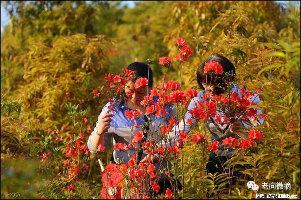 【春天，广西桂林灌阳县向您发出邀请！】登麒麟山，相约映山红 - 游山玩水 - 宜春生活社区 - 宜春28生活网 yichun.28life.net