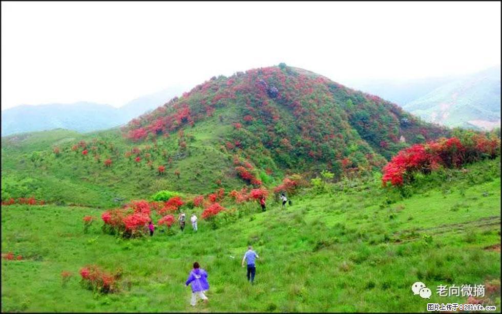 【春天，广西桂林灌阳县向您发出邀请！】宝盖山上映山红 - 游山玩水 - 宜春生活社区 - 宜春28生活网 yichun.28life.net