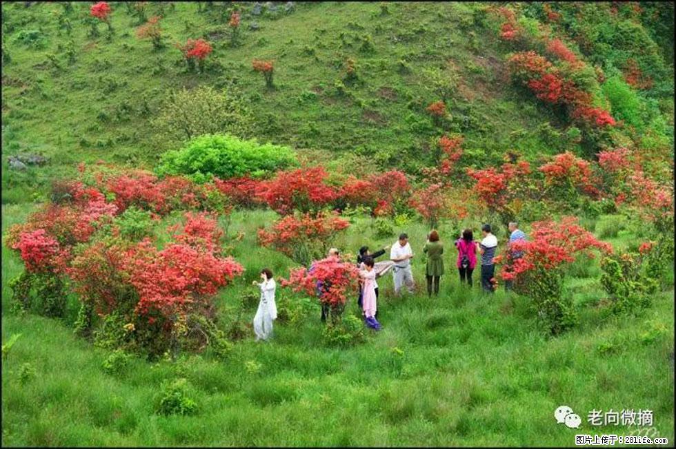 【春天，广西桂林灌阳县向您发出邀请！】宝盖山上映山红 - 游山玩水 - 宜春生活社区 - 宜春28生活网 yichun.28life.net