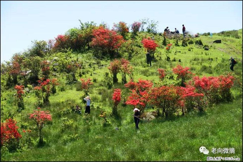 【春天，广西桂林灌阳县向您发出邀请！】宝盖山上映山红 - 游山玩水 - 宜春生活社区 - 宜春28生活网 yichun.28life.net