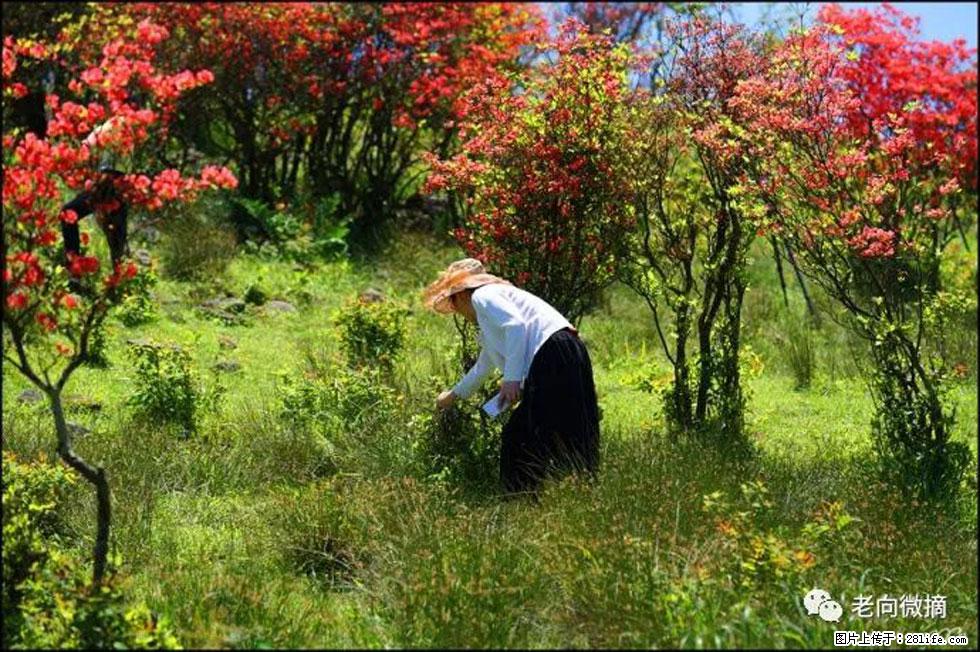 【春天，广西桂林灌阳县向您发出邀请！】宝盖山上映山红 - 游山玩水 - 宜春生活社区 - 宜春28生活网 yichun.28life.net