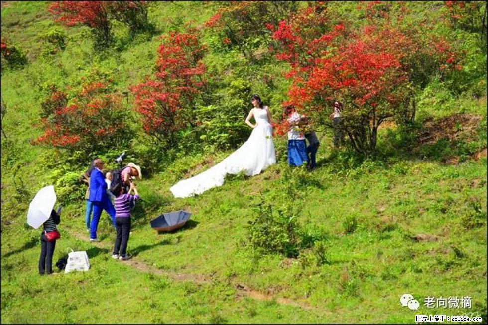 【春天，广西桂林灌阳县向您发出邀请！】宝盖山上映山红 - 游山玩水 - 宜春生活社区 - 宜春28生活网 yichun.28life.net