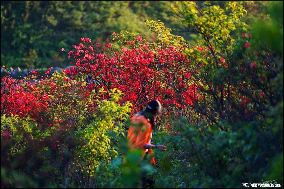 【春天，广西桂林灌阳县向您发出邀请！】春木界上映山红 - 游山玩水 - 宜春生活社区 - 宜春28生活网 yichun.28life.net