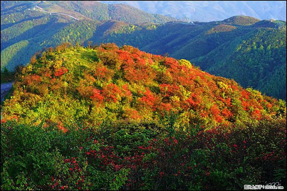 【春天，广西桂林灌阳县向您发出邀请！】春木界上映山红 - 游山玩水 - 宜春生活社区 - 宜春28生活网 yichun.28life.net