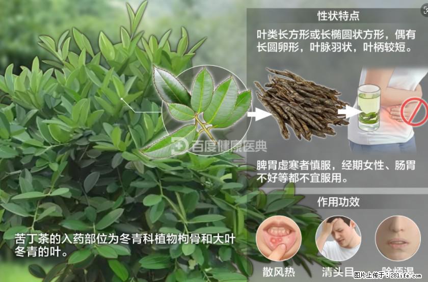 苦丁茶有哪些功效和作用 - 生活百科 - 宜春生活社区 - 宜春28生活网 yichun.28life.net