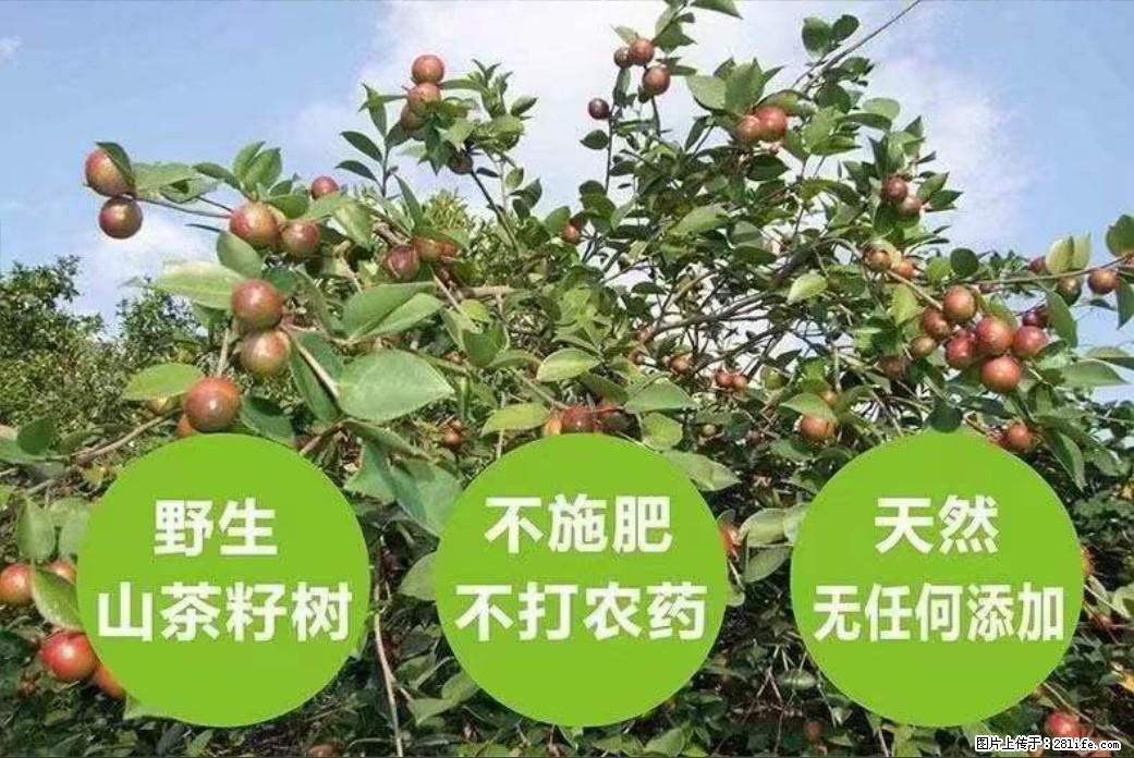 【灌阳县油茶产业示范区】一个有着充实的精神生活的人，对待身外之物自会有一种淡泊的态度 - 土特产 - 饮食特产 - 宜春分类信息 - 宜春28生活网 yichun.28life.net