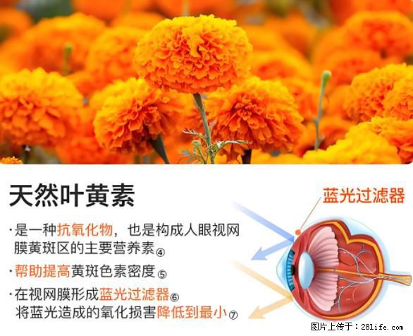 叶黄素有什么功效和作用 - 生活百科 - 宜春生活社区 - 宜春28生活网 yichun.28life.net