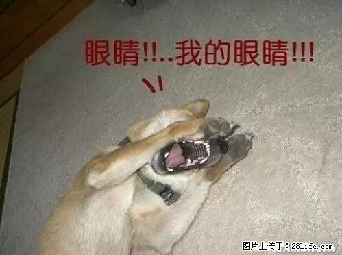笑癫了！一女的怀孕三年未生，他终于忍不住了... - 娱乐八卦 - 宜春生活社区 - 宜春28生活网 yichun.28life.net