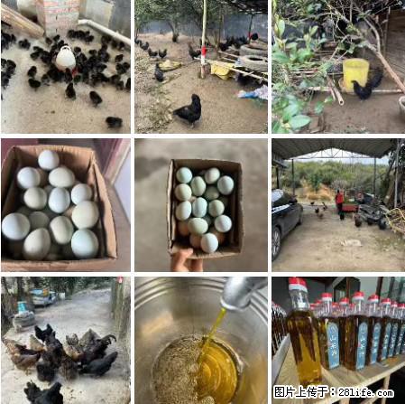 油茶园从小鸡仔开始养起的纯土鸡、土鸡蛋可以预定啦！还有前几天刚榨的纯山茶油哦 - 美食天地 - 宜春生活社区 - 宜春28生活网 yichun.28life.net