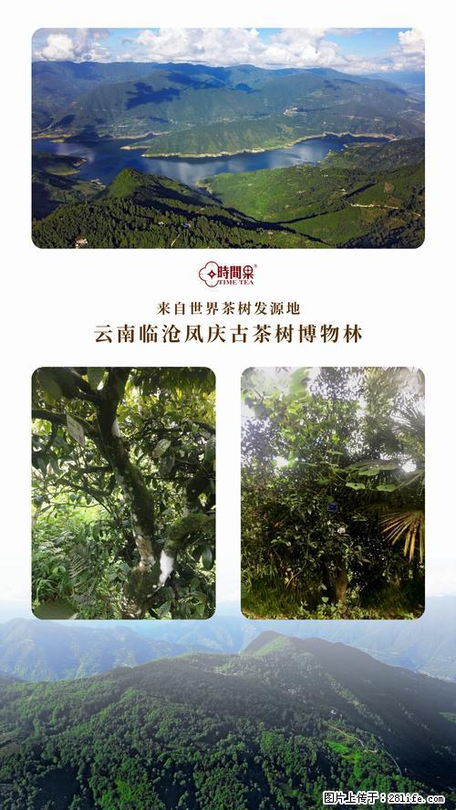 时间果百年古树2025年春红茶 - 购物交流 - 宜春生活社区 - 宜春28生活网 yichun.28life.net