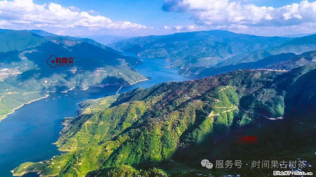 时间果百年古树龙珠普洱生茶 - 购物交流 - 宜春生活社区 - 宜春28生活网 yichun.28life.net