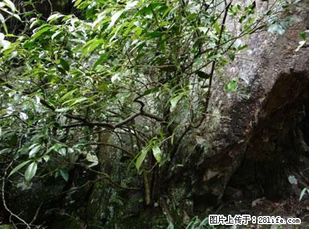 平乐石崖茶，珍贵仅次于金花茶 - 宜春生活资讯 - 宜春28生活网 yichun.28life.net