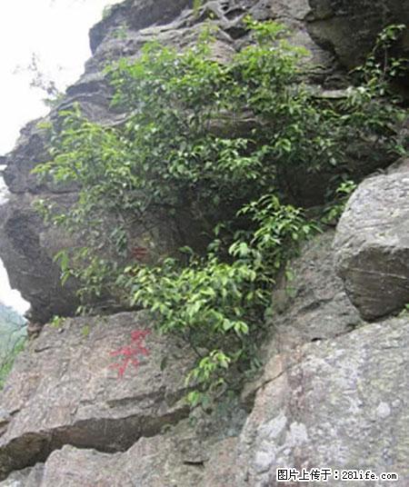 平乐石崖茶，珍贵仅次于金花茶 - 宜春生活资讯 - 宜春28生活网 yichun.28life.net