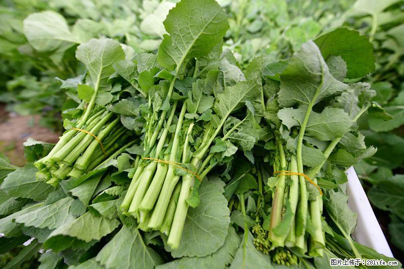 这些蔬菜是“天然钙片”，这6种被医生重点推荐 - 宜春生活资讯 - 宜春28生活网 yichun.28life.net